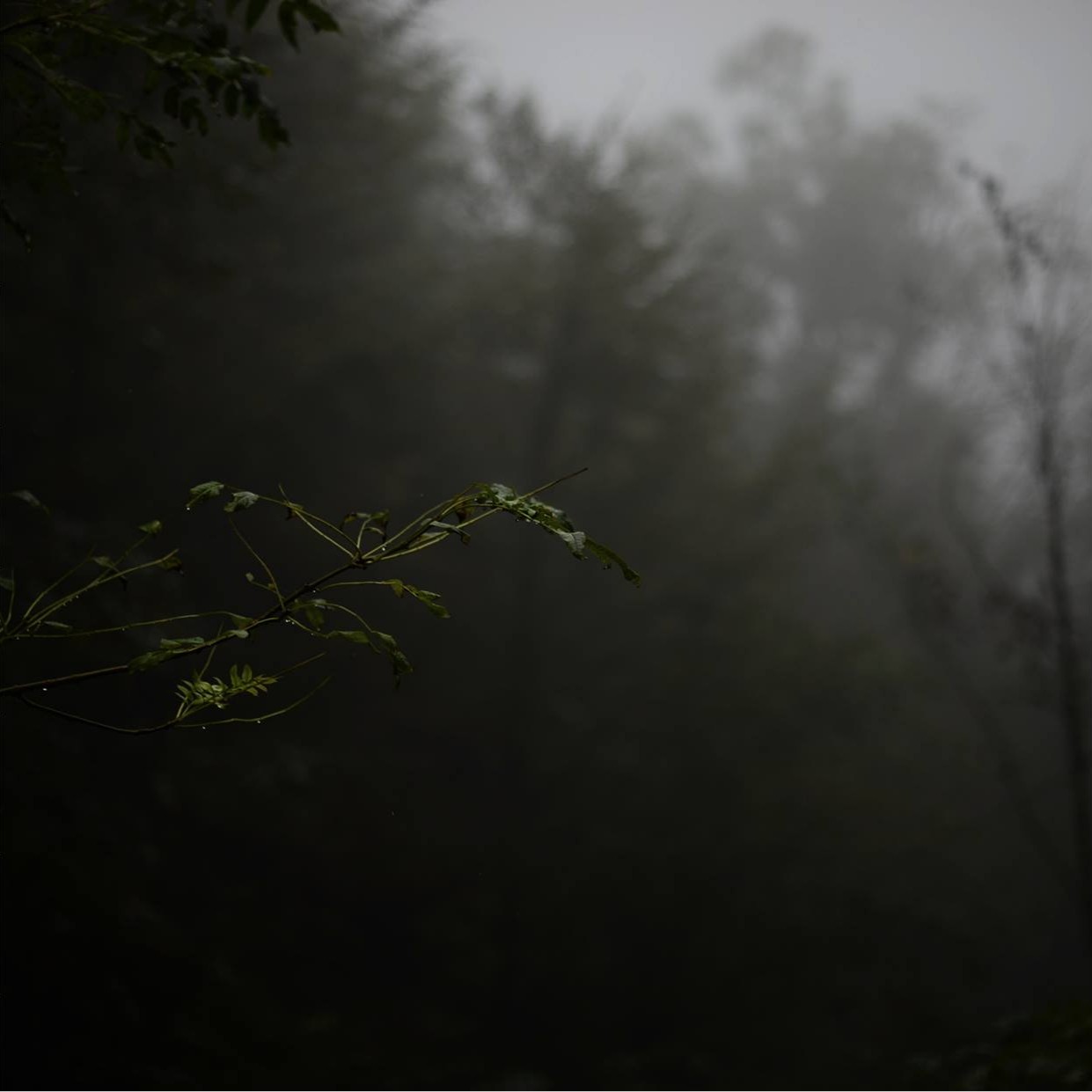 (c)Rebecca Solari (2014)
