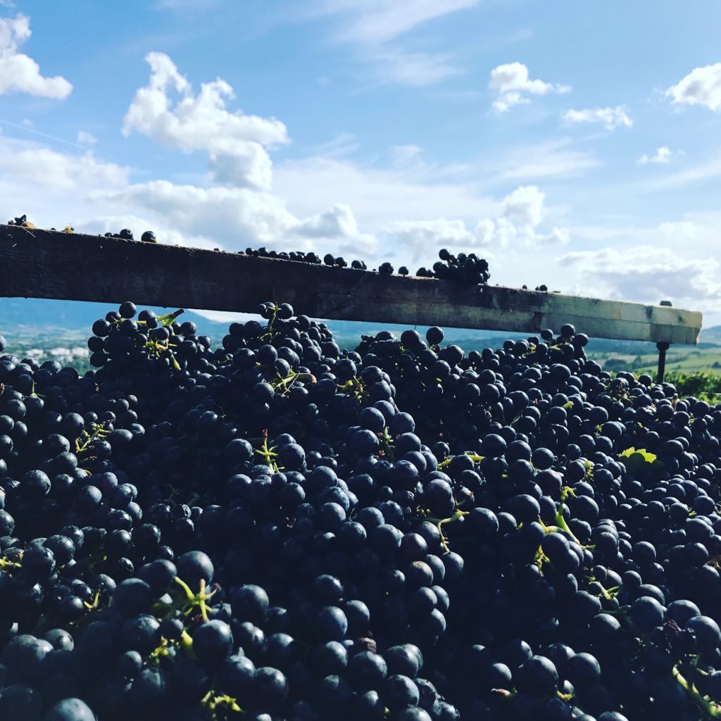 Les vendanges 2017 au Domaine de Beauvent publié dans le cadre de l'article de go out magazine