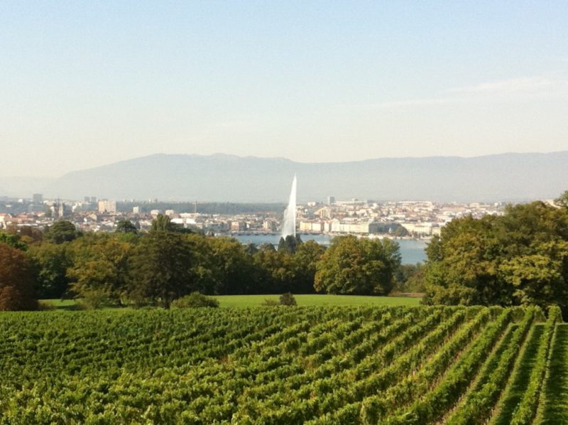 Vignes du Domaine de la Vigne Blanche publié dans le cadre de l'article de go out magazine